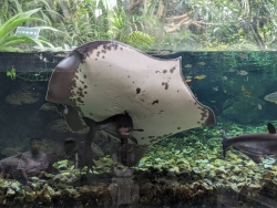 摜P